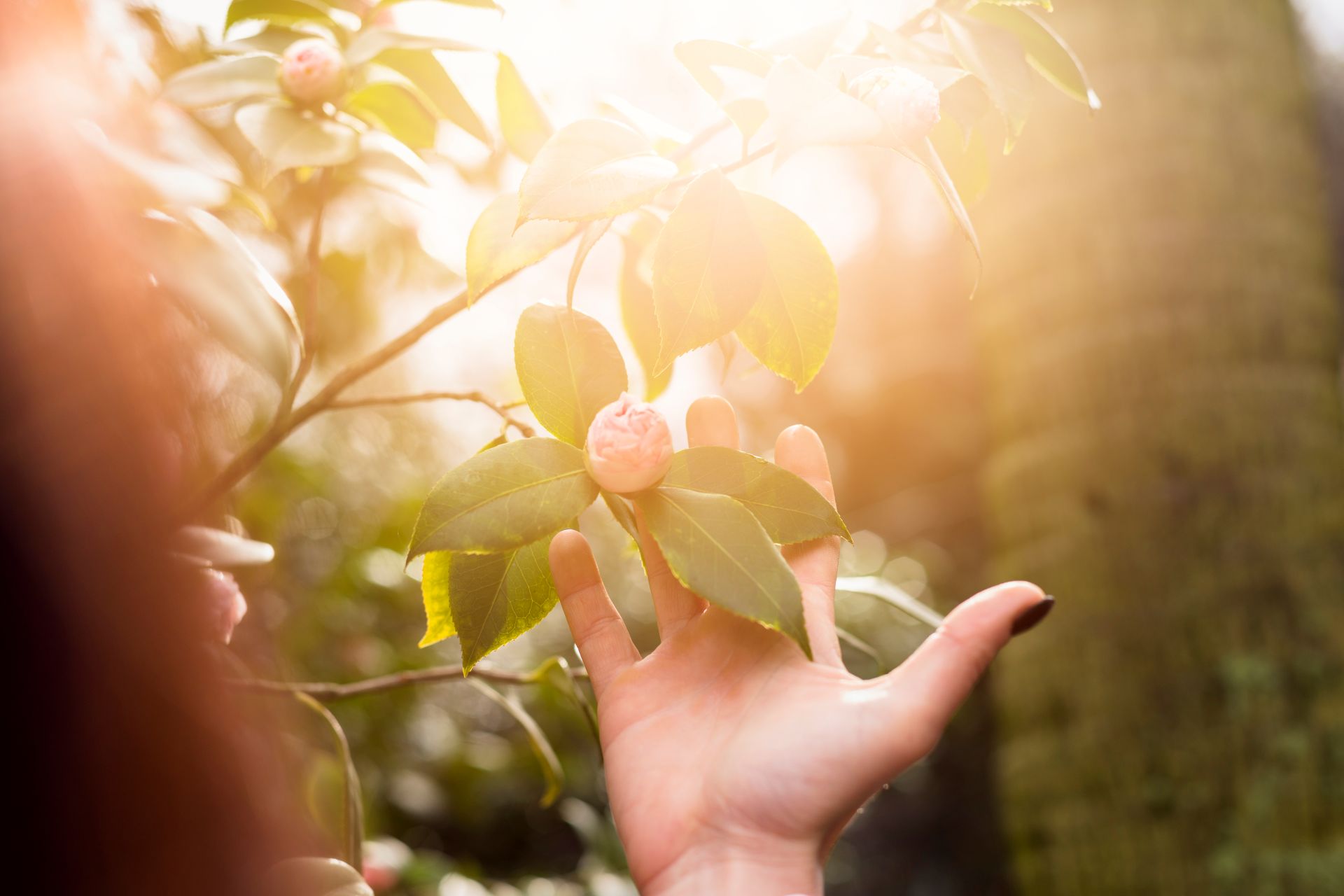 woman-holding-pink-flower-growing-green-twig-bush